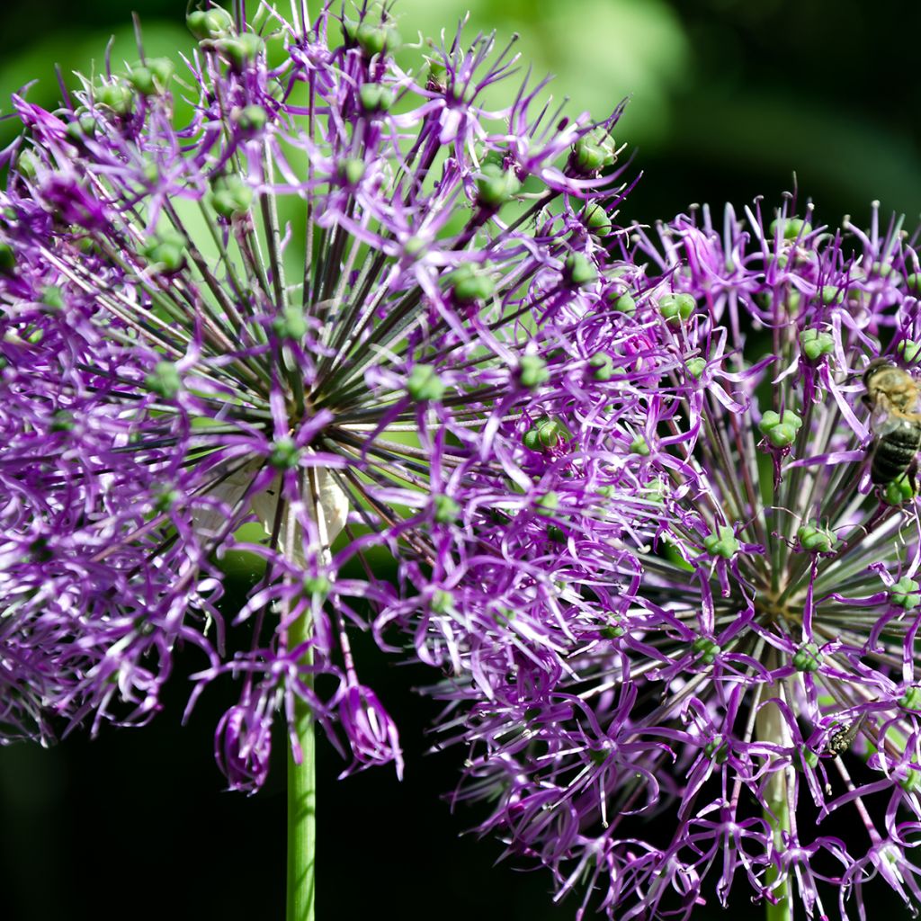 Allium rosenbachianum - Zierlauch