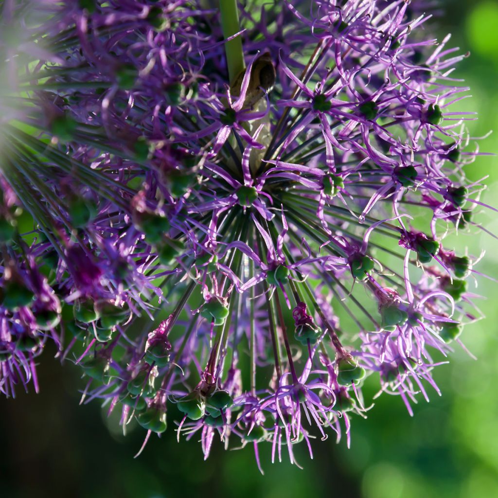 Allium rosenbachianum - Zierlauch