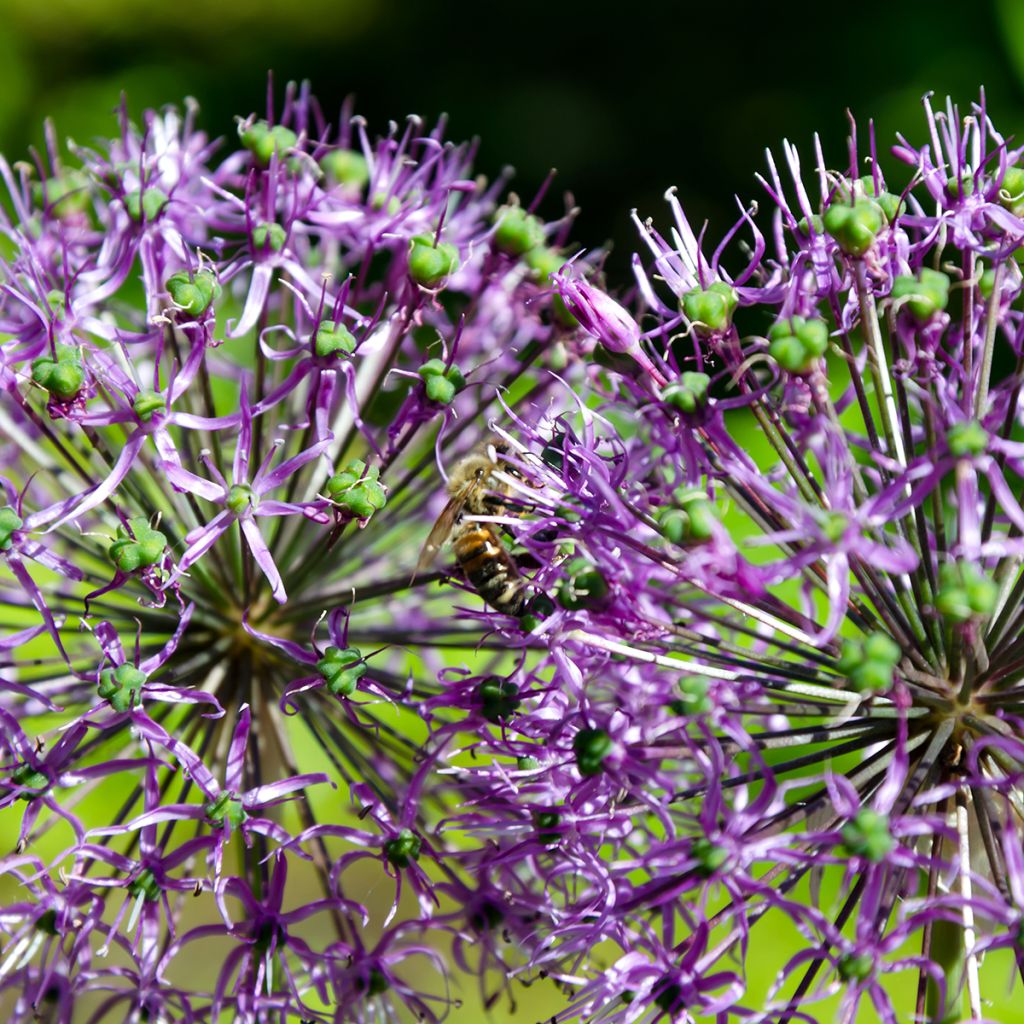 Allium rosenbachianum - Zierlauch