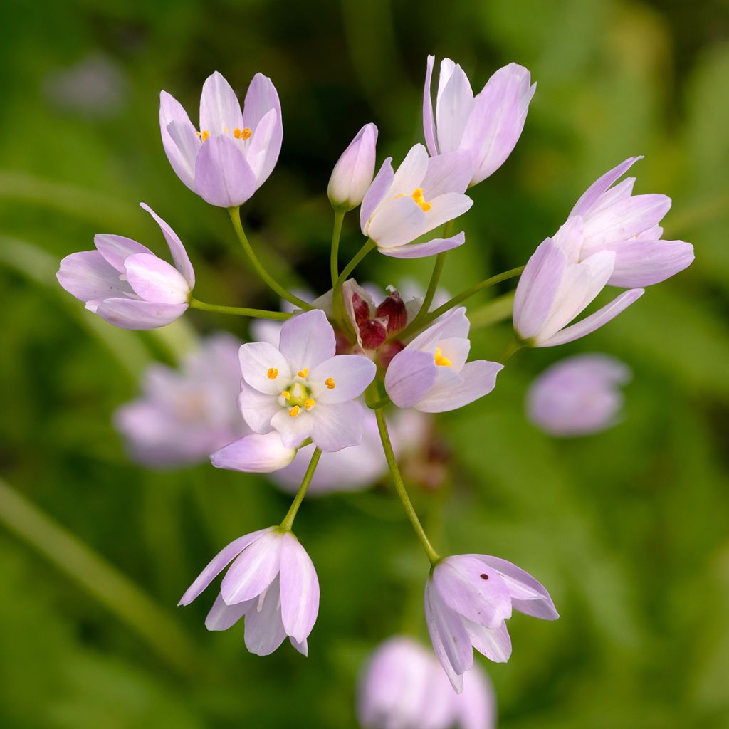 Allium roseum - Rosen-Lauch