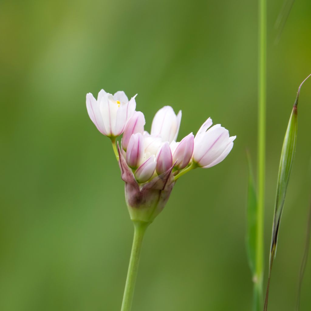 Allium roseum - Rosen-Lauch