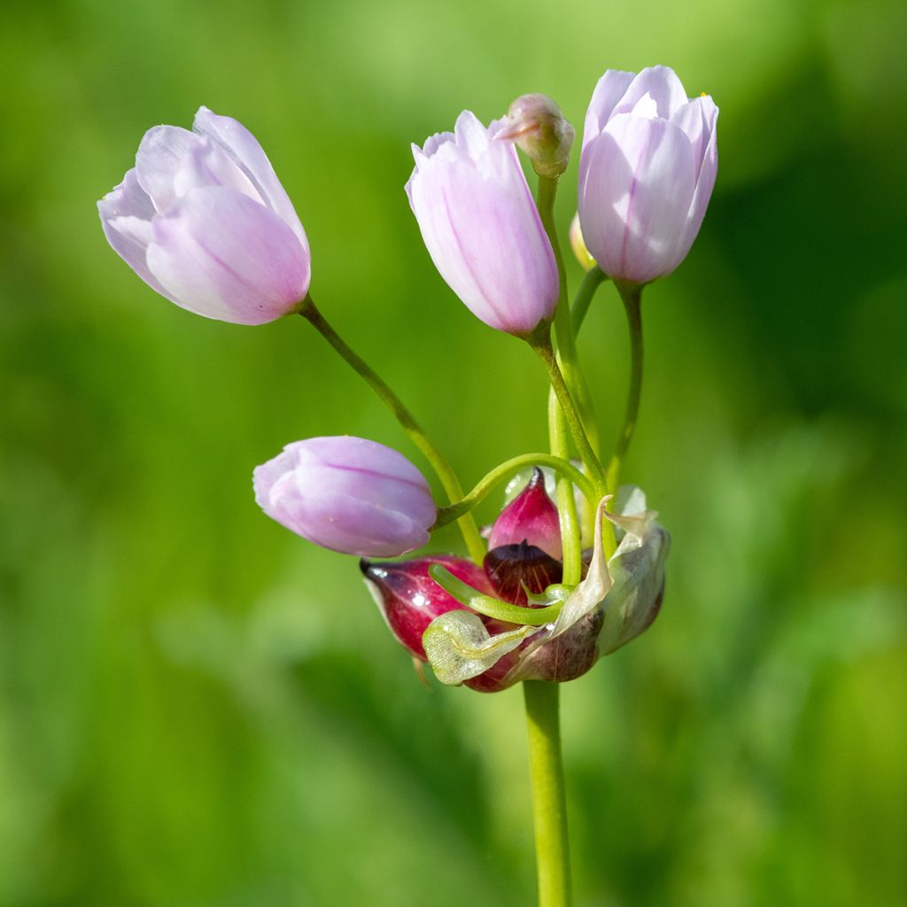 Allium roseum - Rosen-Lauch