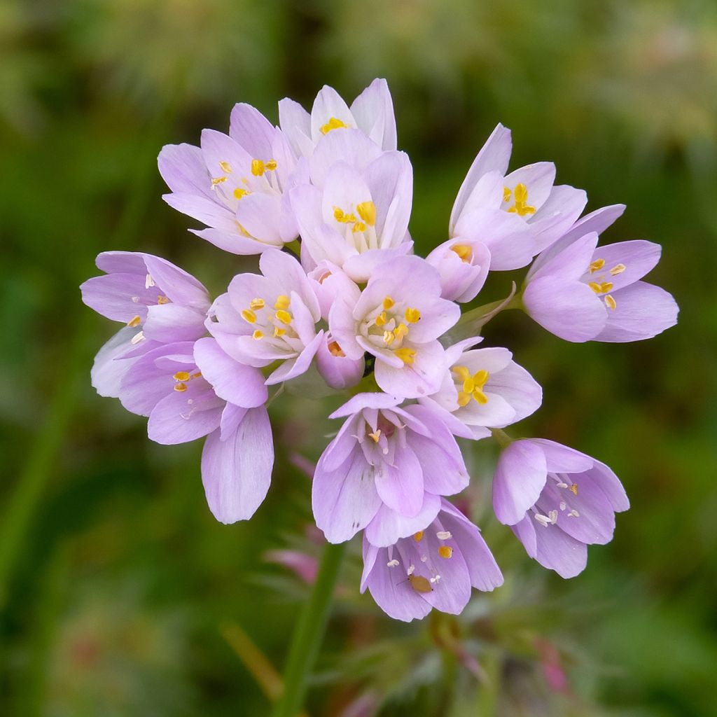 Allium roseum - Rosen-Lauch