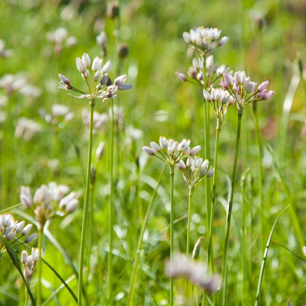 Allium roseum - Rosen-Lauch