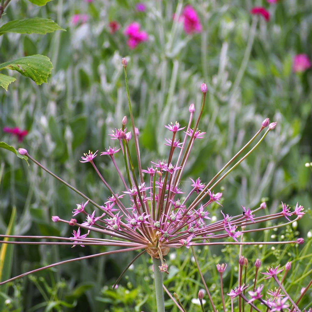 Allium schubertii - Schuberts Lauch