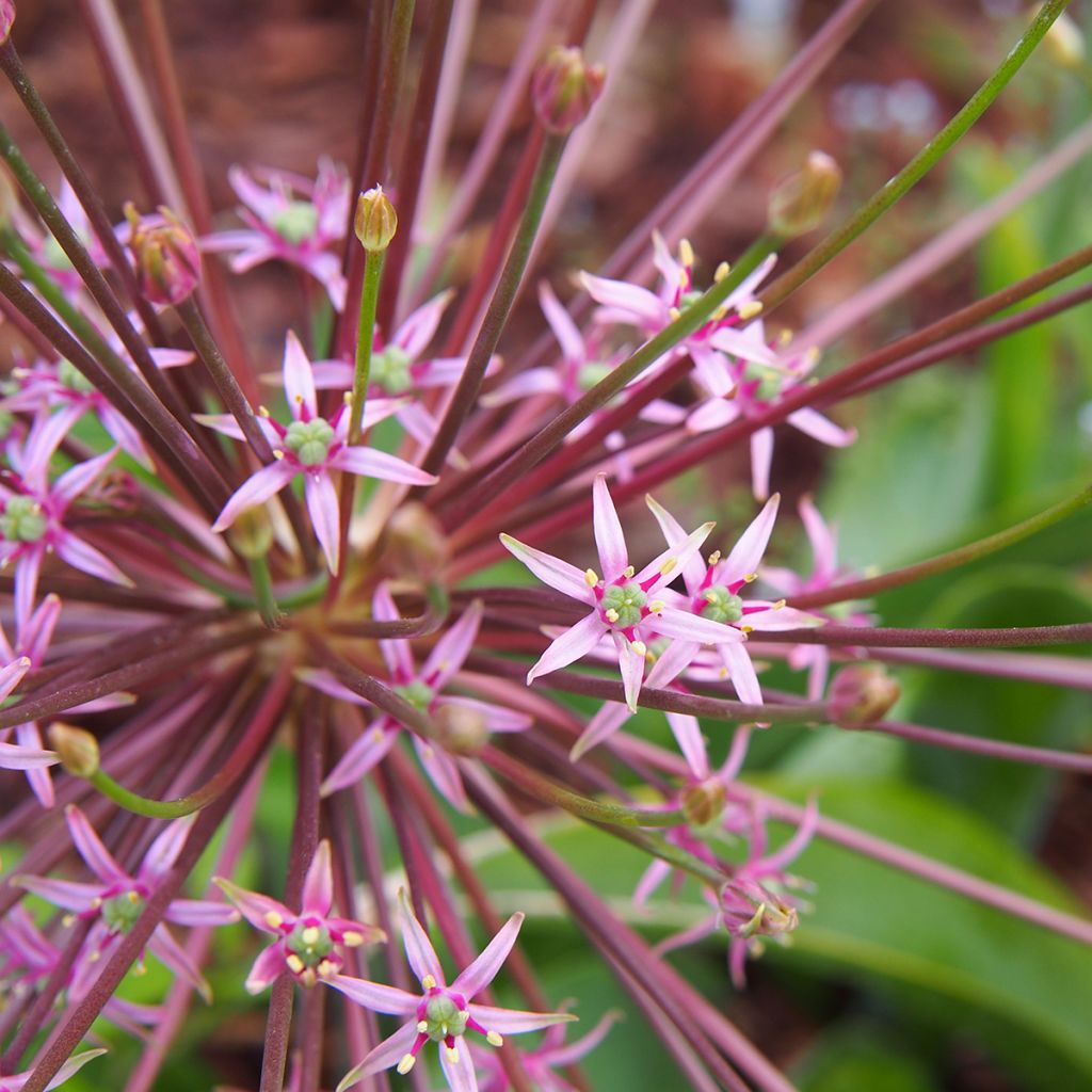 Allium schubertii - Schuberts Lauch