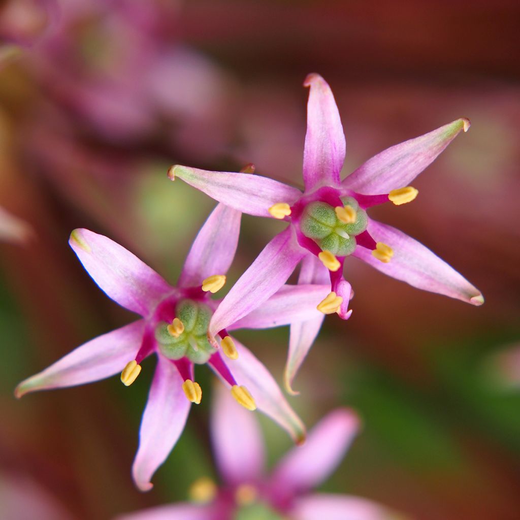 Allium schubertii - Schuberts Lauch