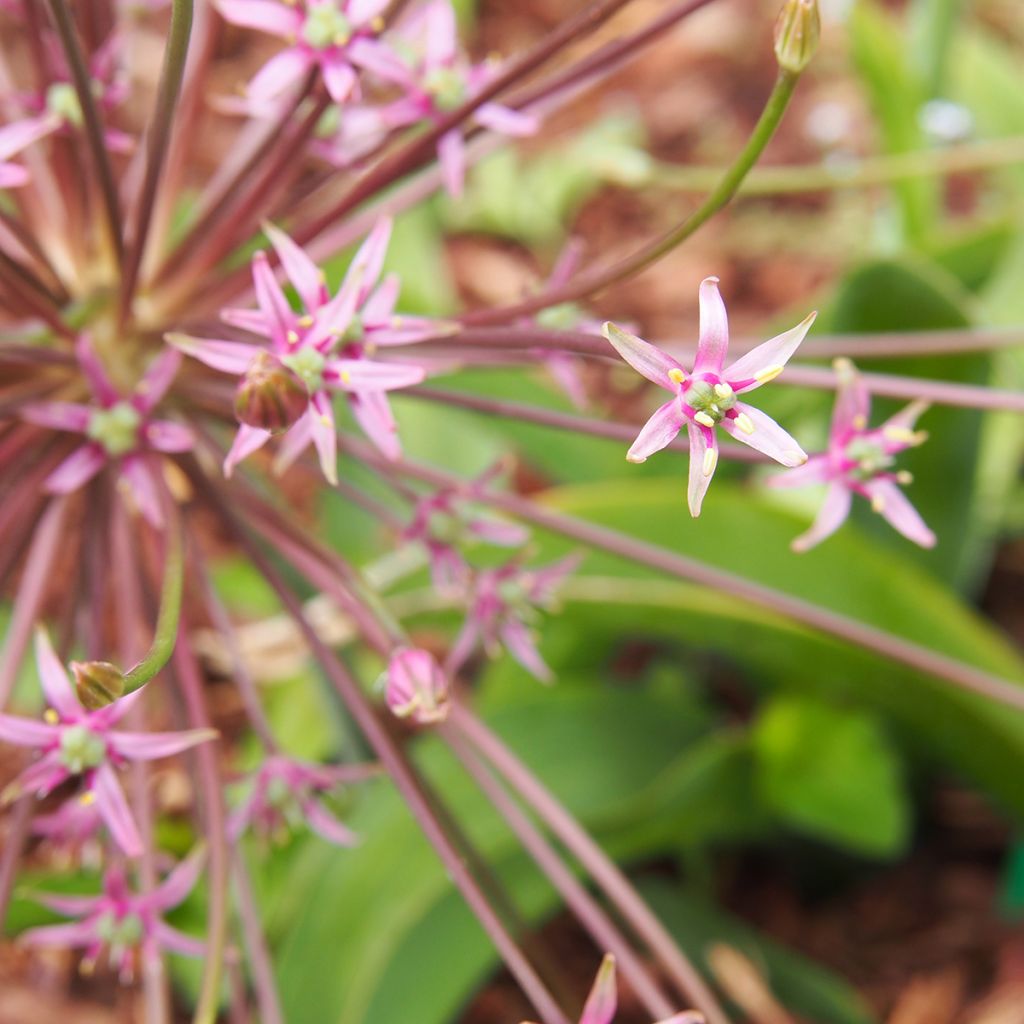 Allium schubertii - Schuberts Lauch