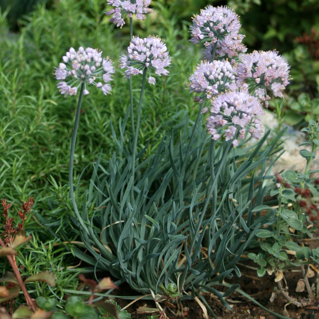 Allium Lisa Blue - Zierlauch