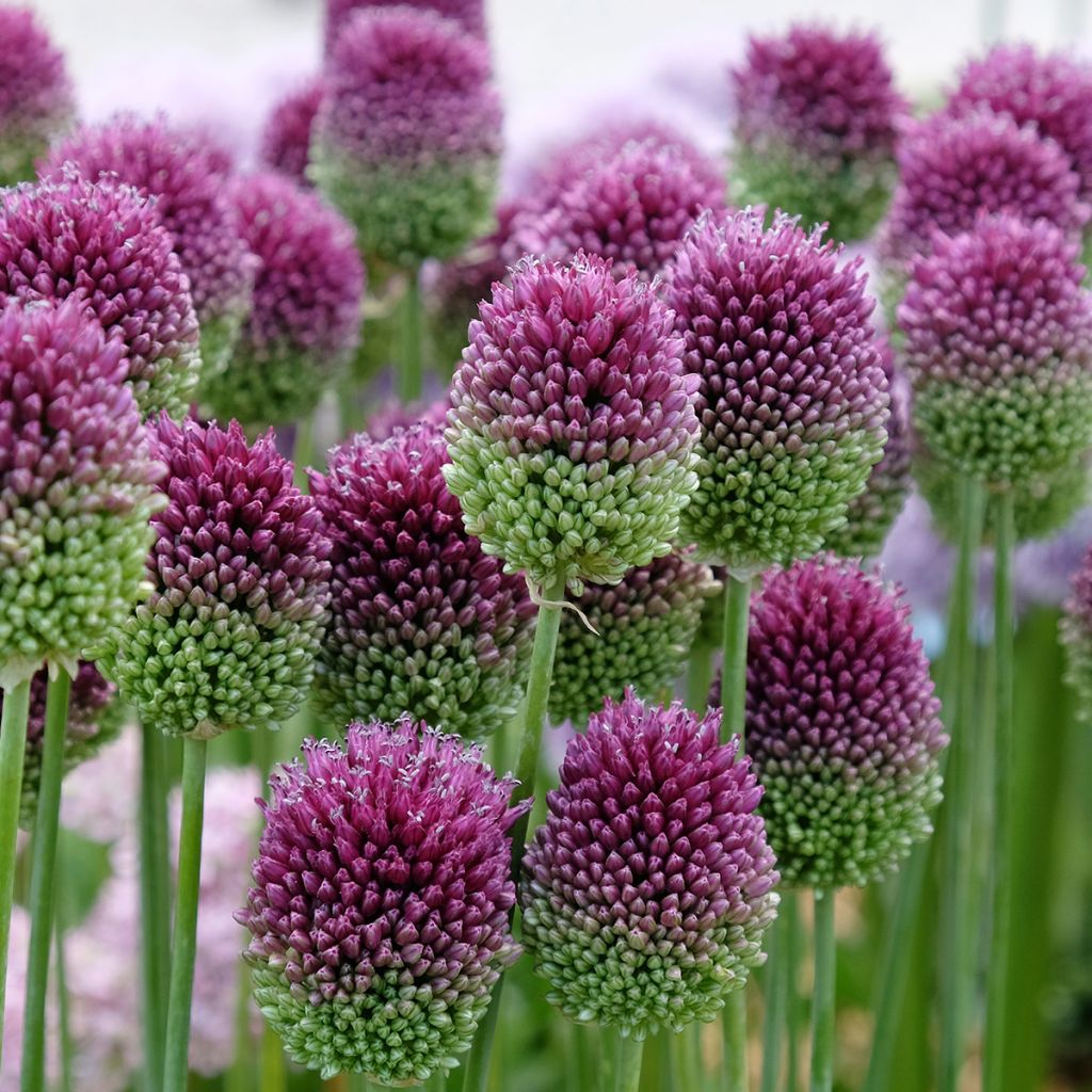 Allium sphaerocephalon - Kugellauch