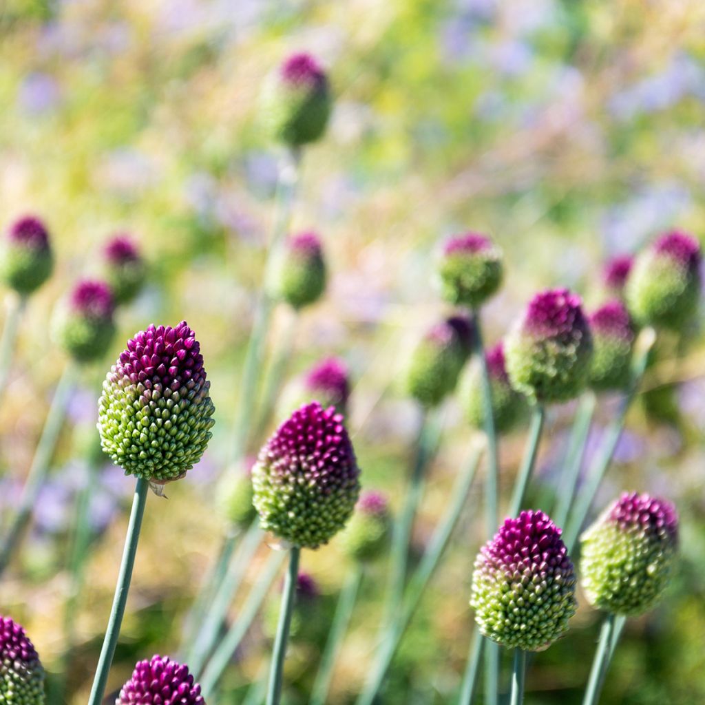 Allium sphaerocephalon - Kugellauch