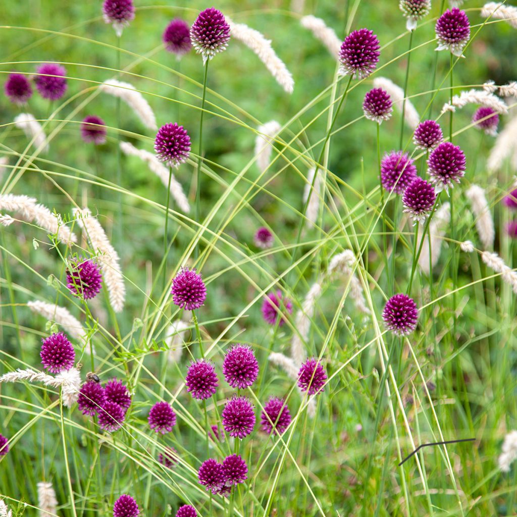 Allium sphaerocephalon - Kugellauch