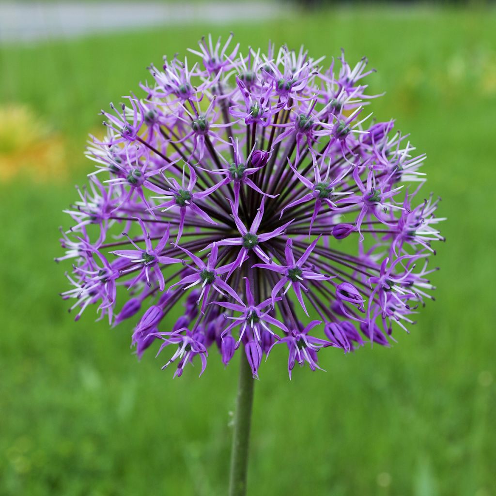 Allium stipitatum Violet Beauty - Zierlauch