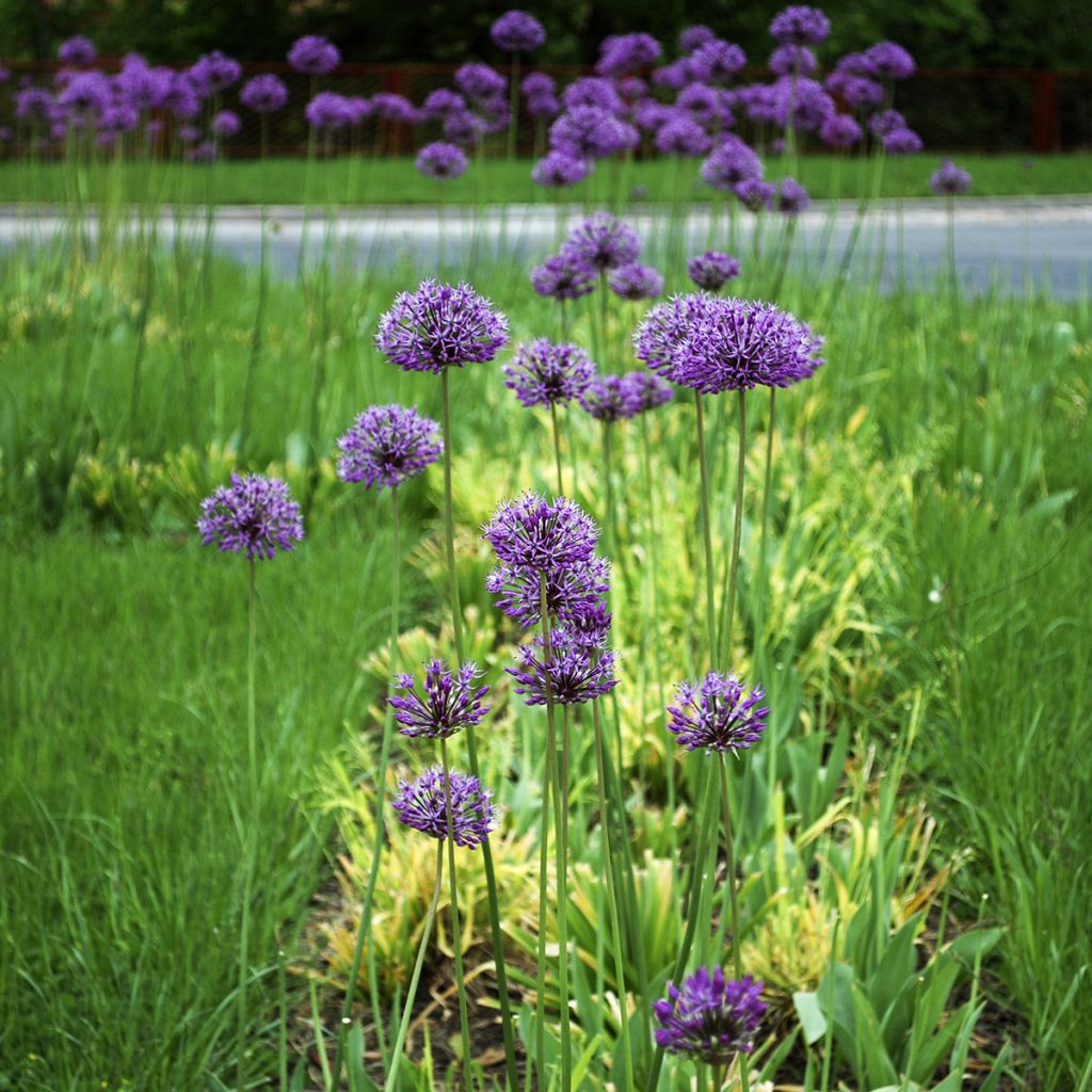 Allium stipitatum Violet Beauty - Zierlauch