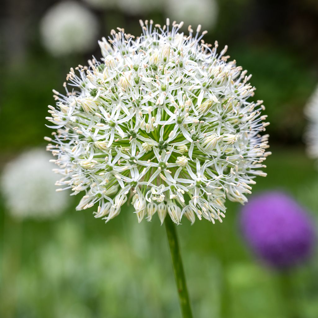 Allium stipitatum White Giant - Zierlauch