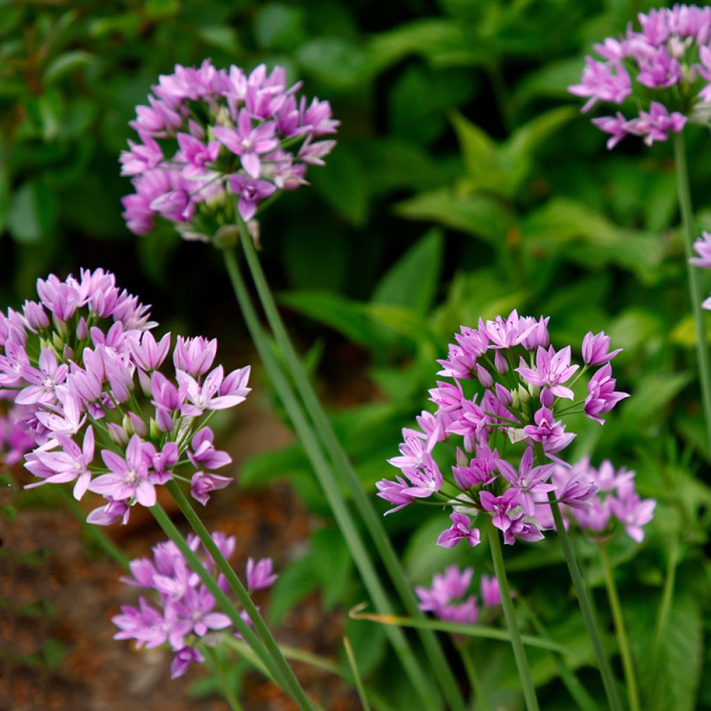 Ail d'ornement - Allium unifolium Eros