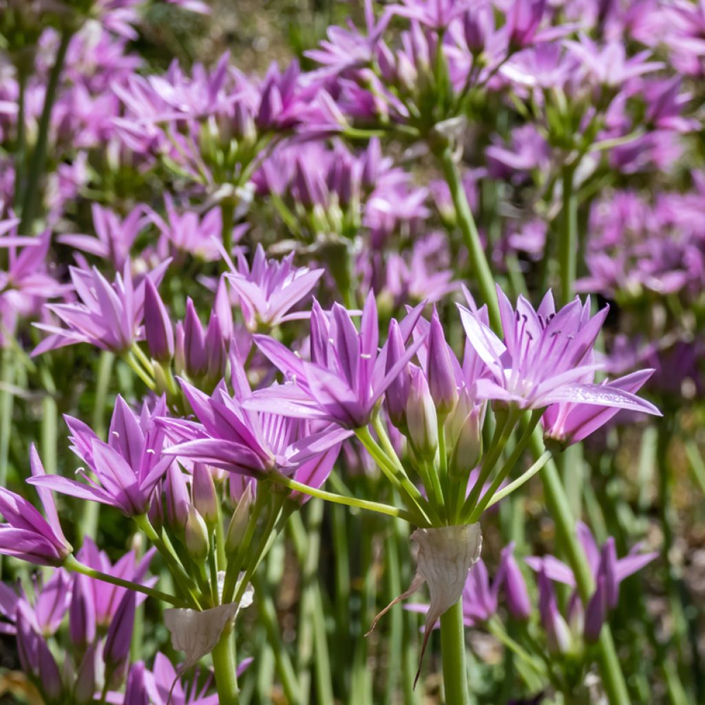 Ail d'ornement - Allium unifolium Eros