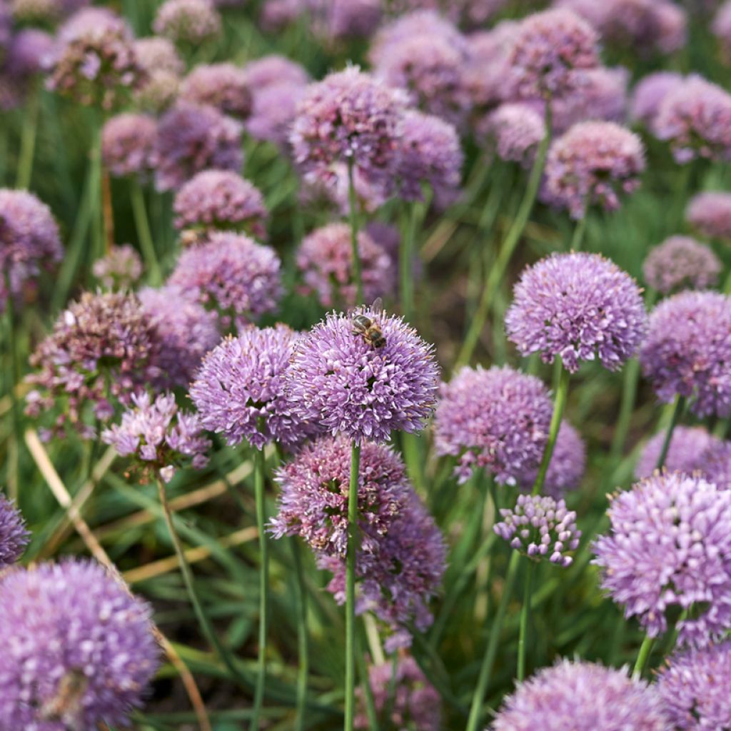 Allium Avatar - Zierlauch