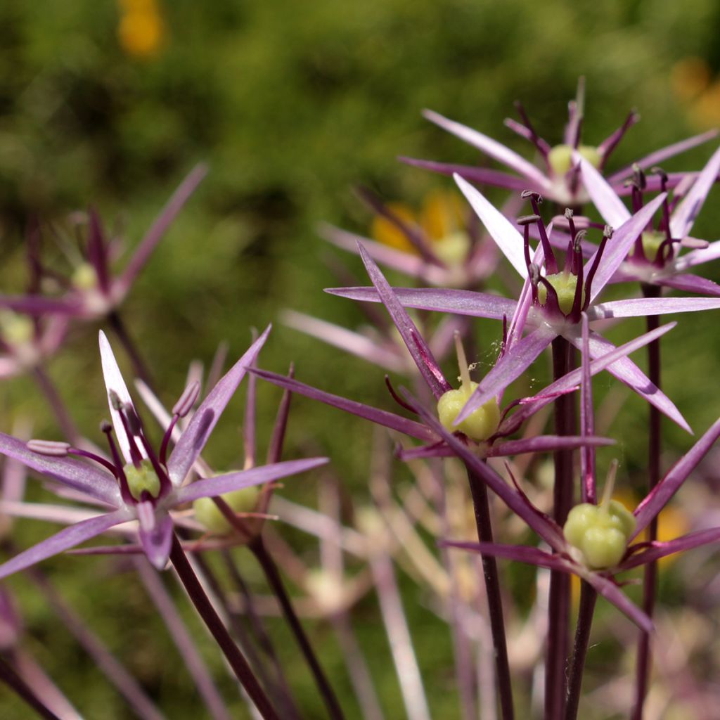 Allium christophii - Sternkugellauch