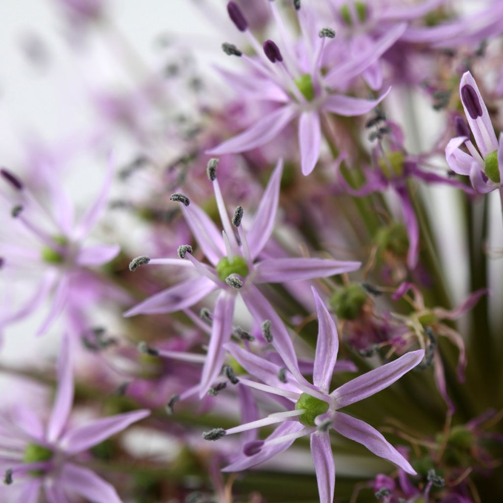 Allium christophii - Sternkugellauch