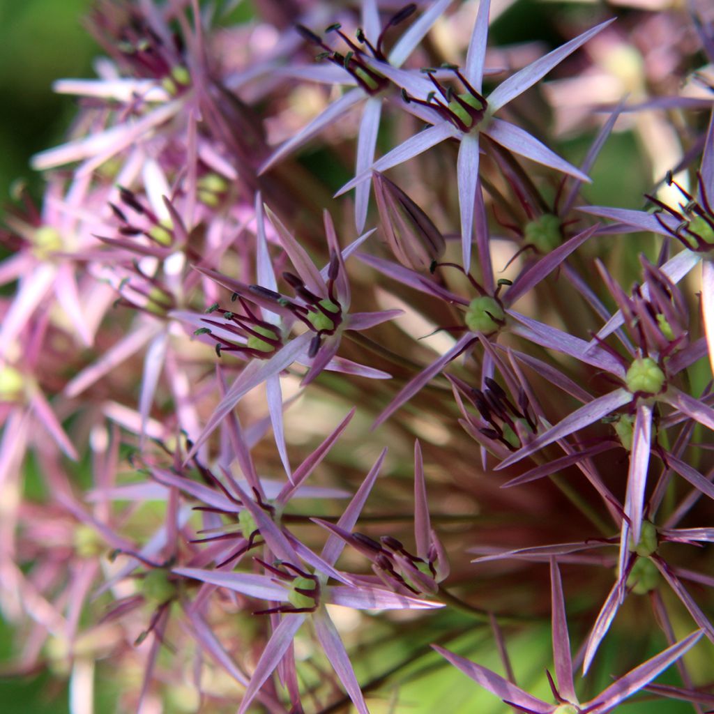 Allium christophii - Sternkugellauch