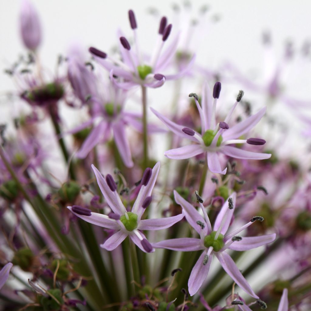 Allium christophii - Sternkugellauch