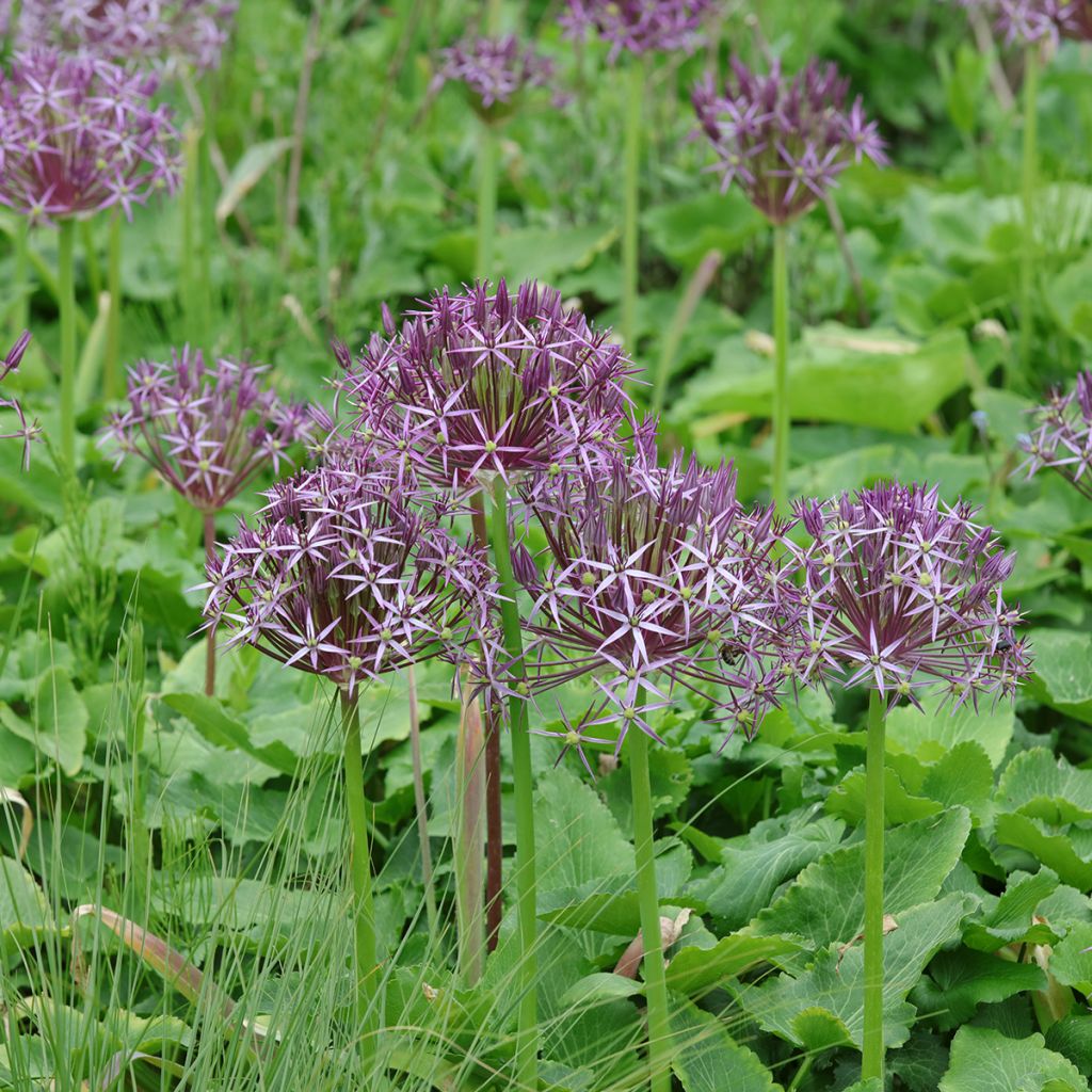 Allium christophii - Sternkugellauch