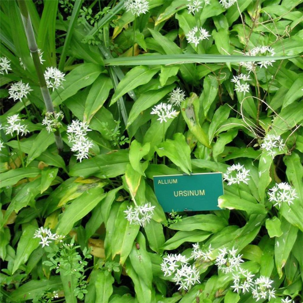 Allium ursinum Bio- Ferme de Ste Marthe - Bärlauch