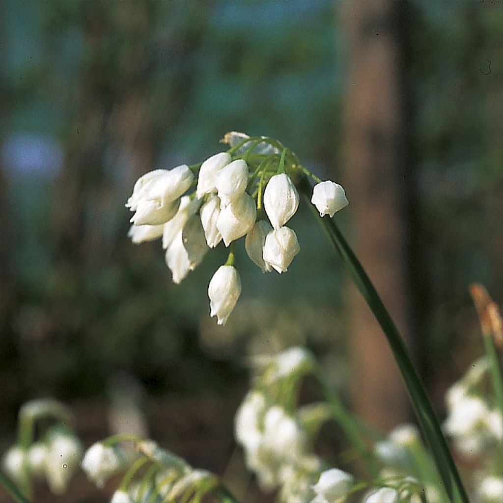 Allium paradoxum var. normale - Wunder-Lauch