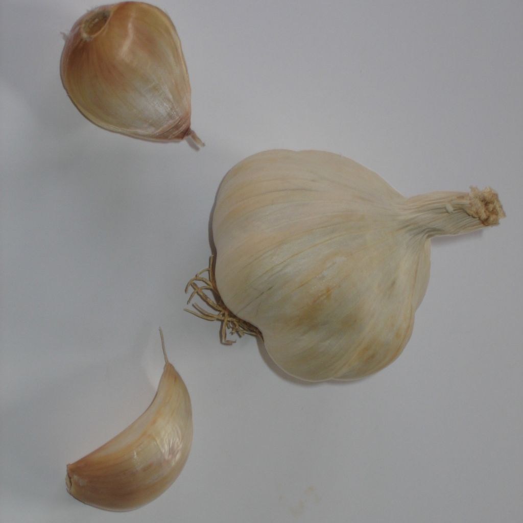 Knoblauch Gayant