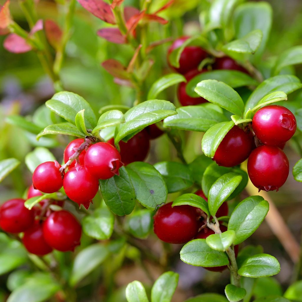 Preiselbeere Red Pearl - Vaccinium vitis-idaea