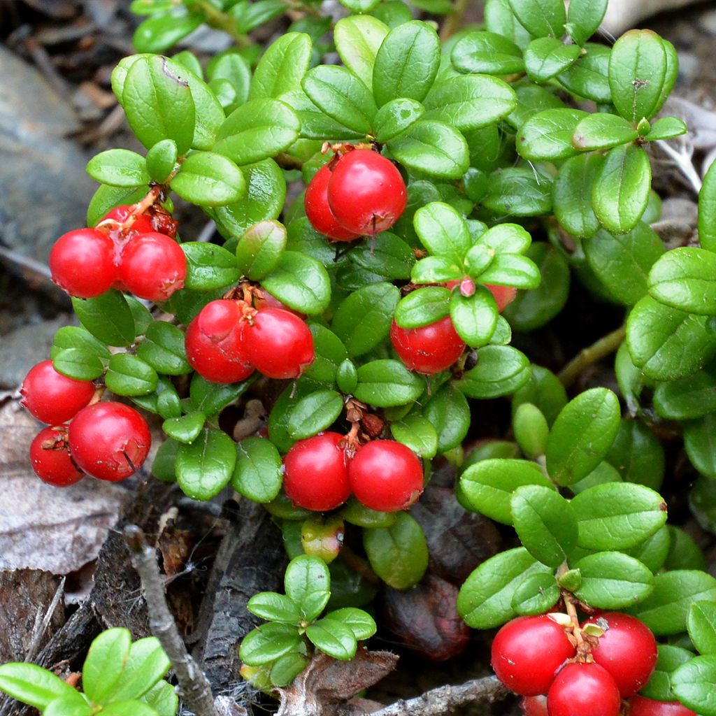 Airelle rouge Red Pearl - Vaccinium vitis-idaea