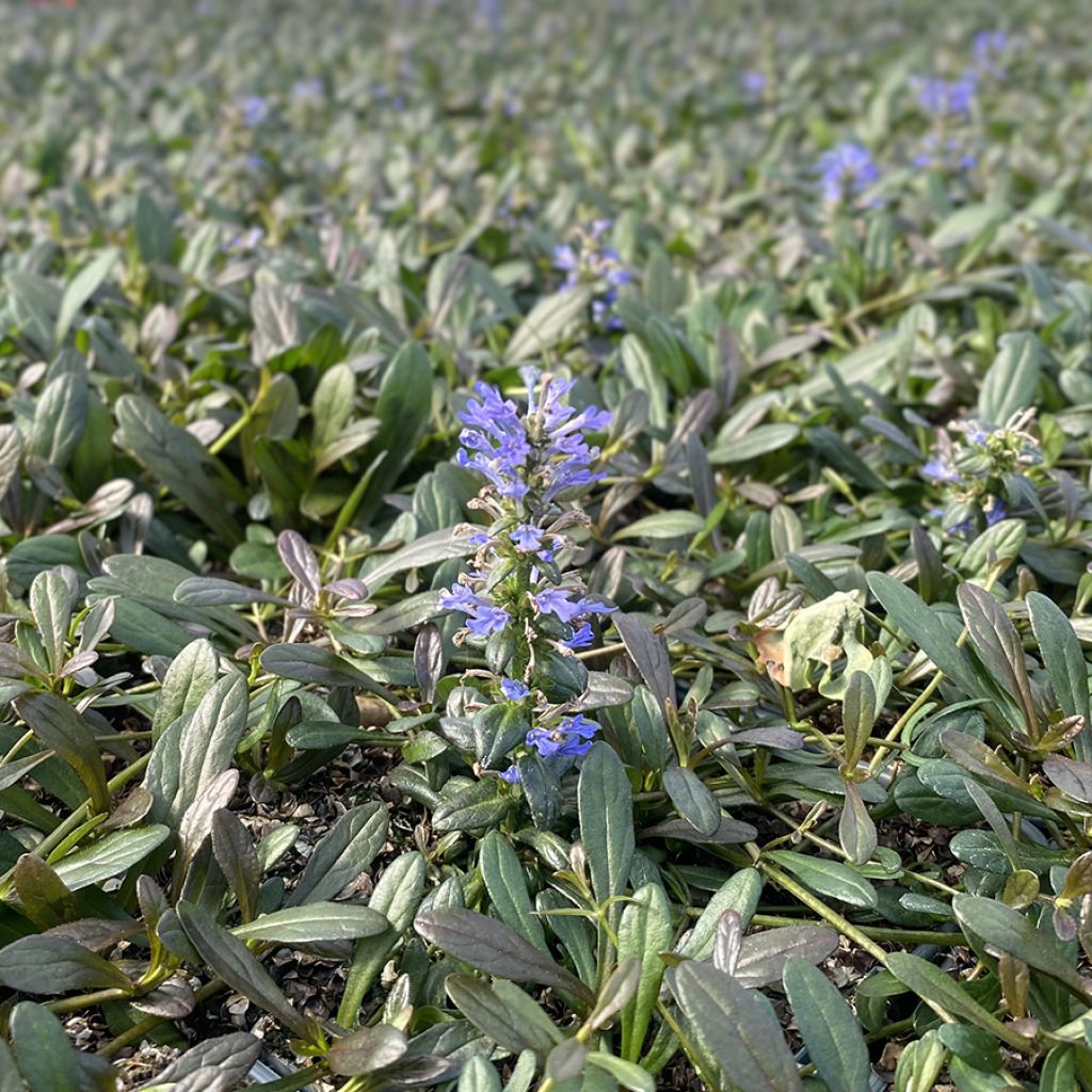 Ajuga Noble Nightingale - Bugle rampante