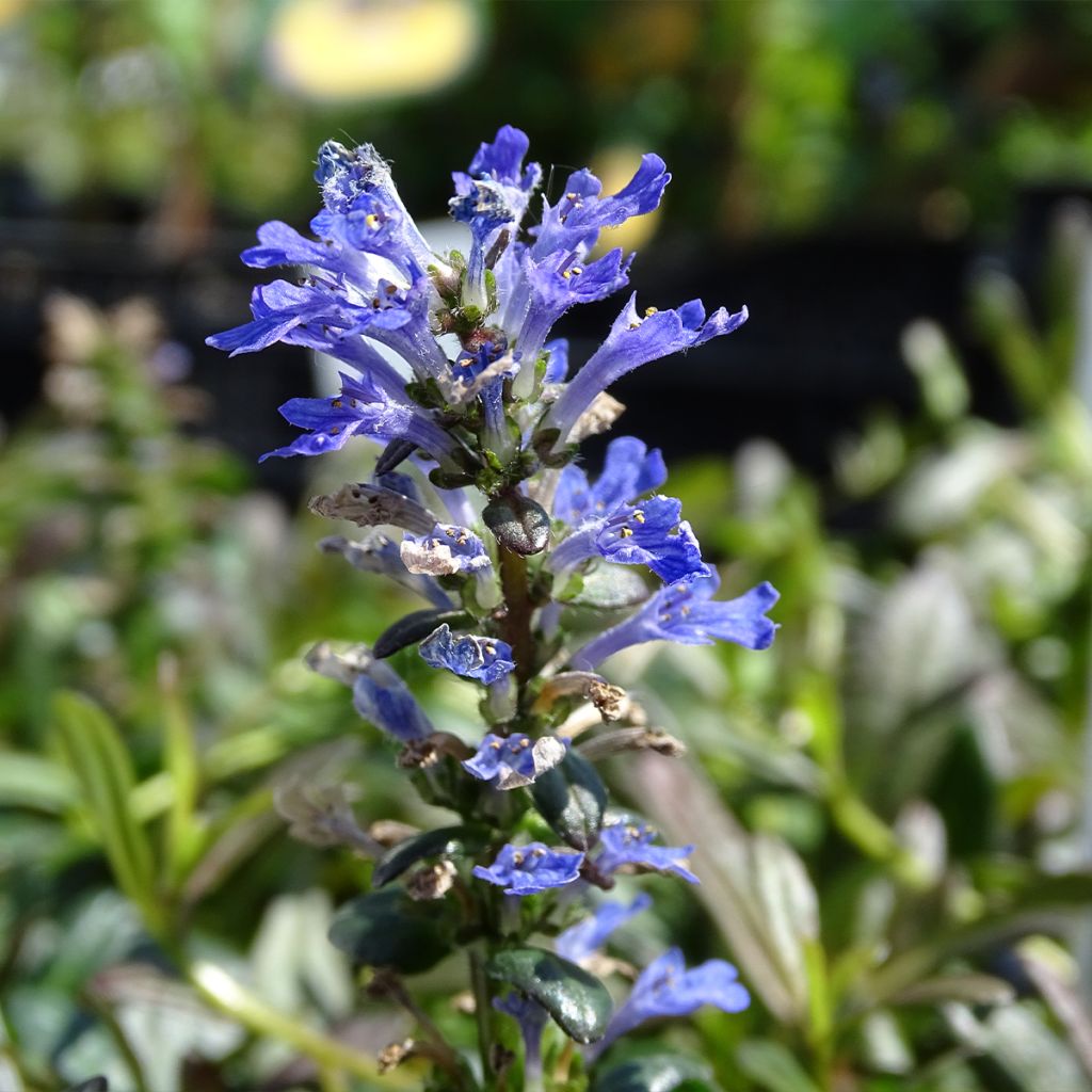 Ajuga Noble Nightingale - Bugle rampante