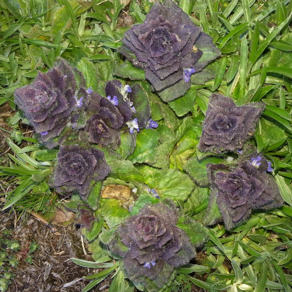 Ajuga pyramidalis - Pyramiden-Günsel