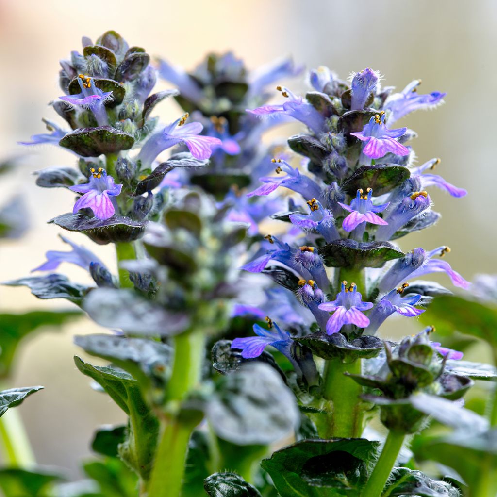 Ajuga pyramidalis Metallica Crispa - Pyramiden-Günsel