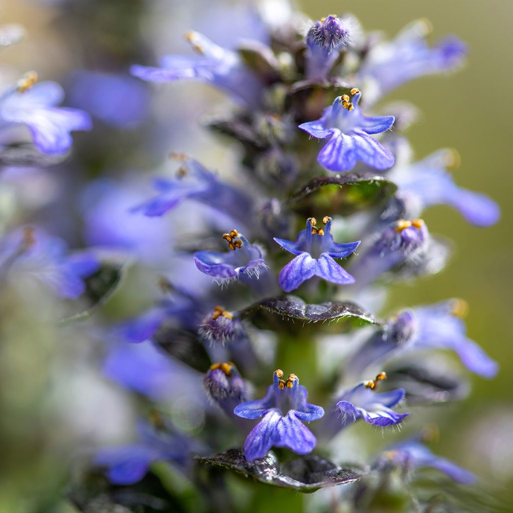 Ajuga pyramidalis Metallica Crispa - Pyramiden-Günsel