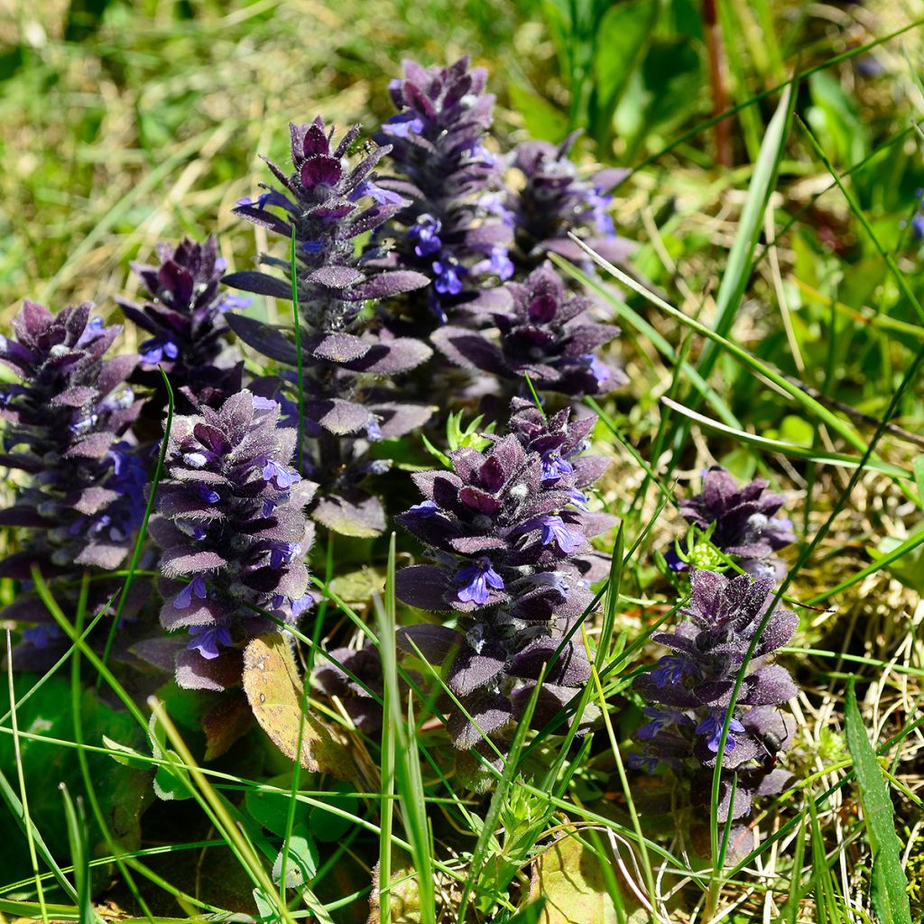 Ajuga pyramidalis - Pyramiden-Günsel