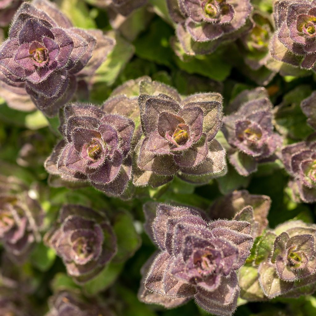 Ajuga pyramidalis - Pyramiden-Günsel