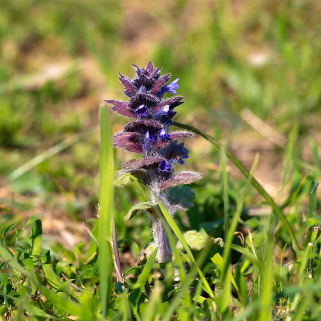 Ajuga pyramidalis - Pyramiden-Günsel