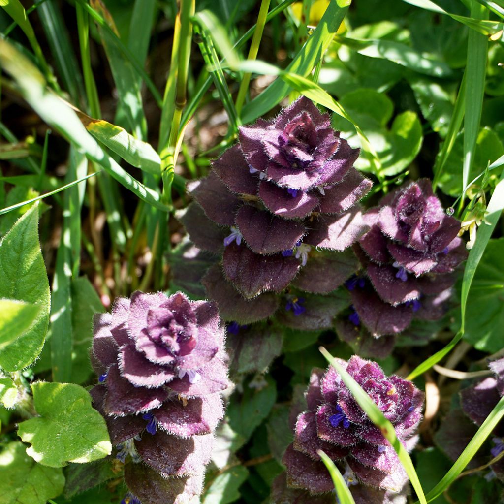 Ajuga pyramidalis - Pyramiden-Günsel