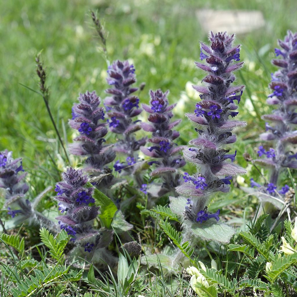 Ajuga pyramidalis - Pyramiden-Günsel