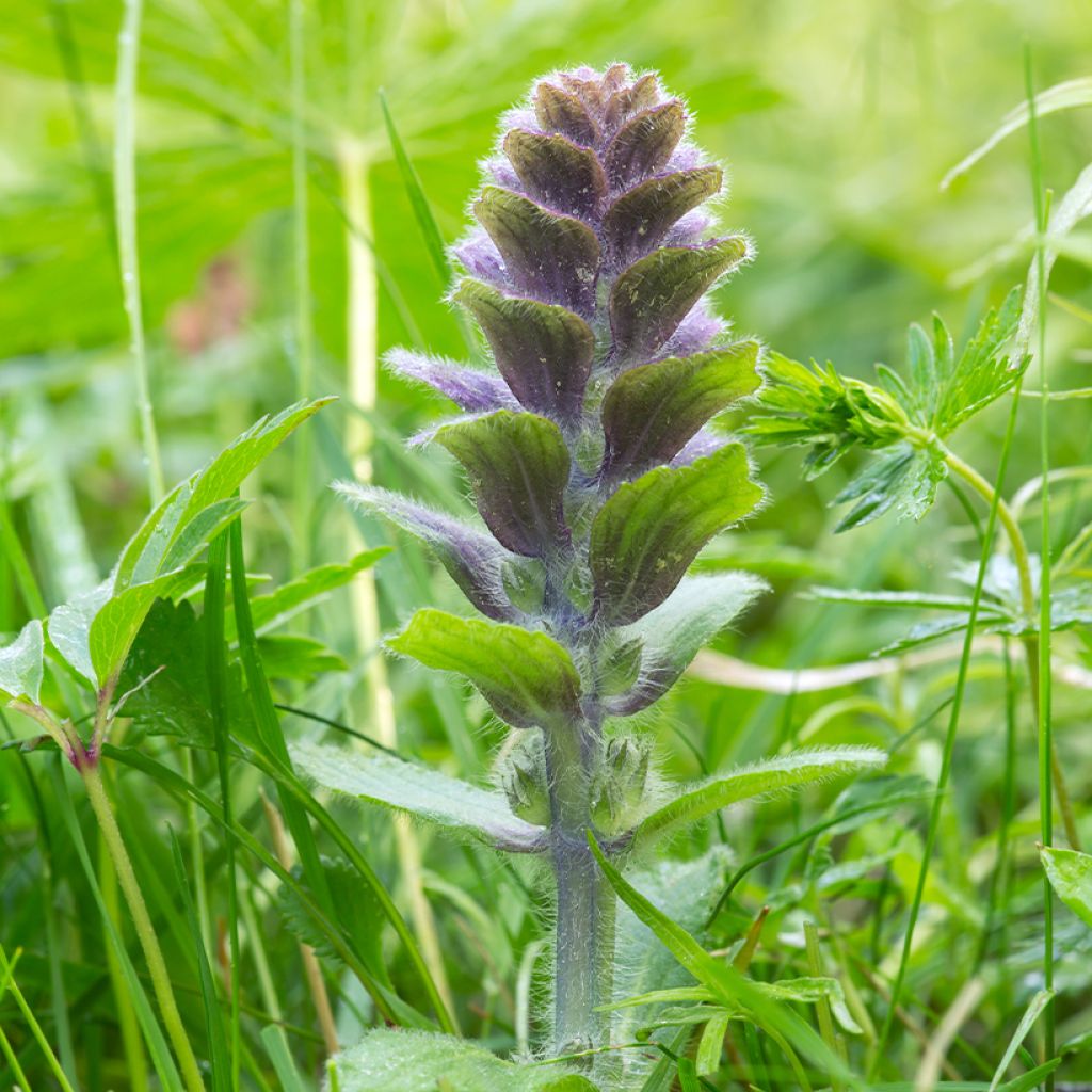 Ajuga pyramidalis - Pyramiden-Günsel