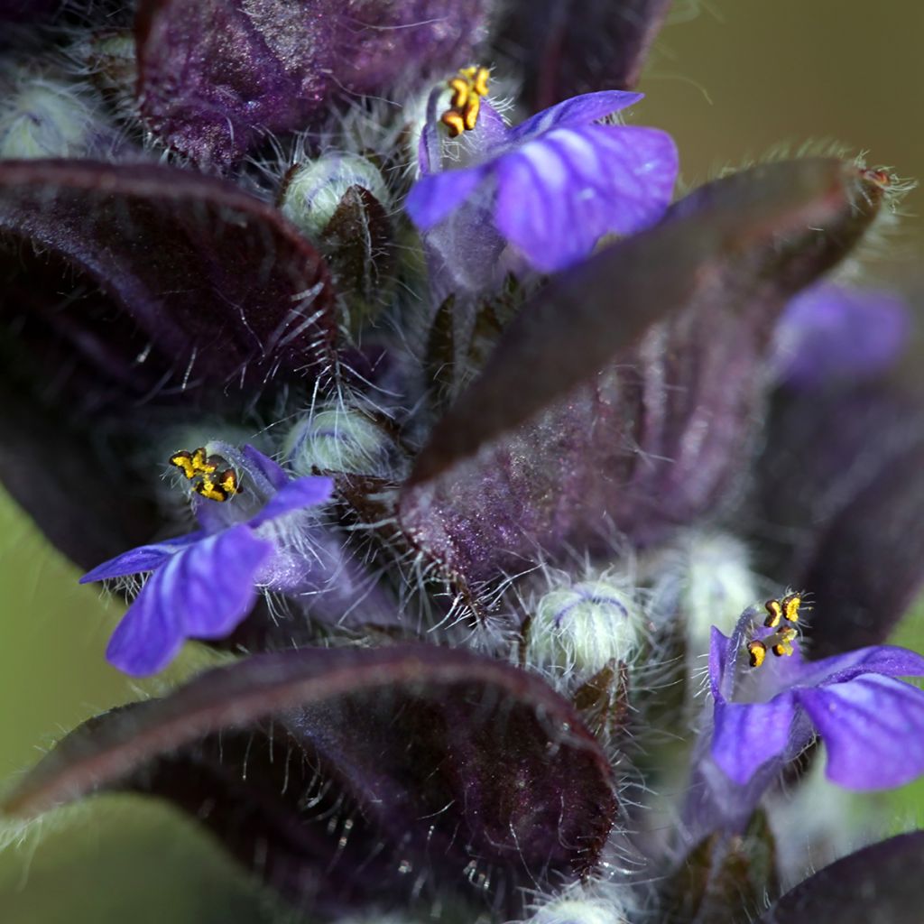 Ajuga pyramidalis - Pyramiden-Günsel