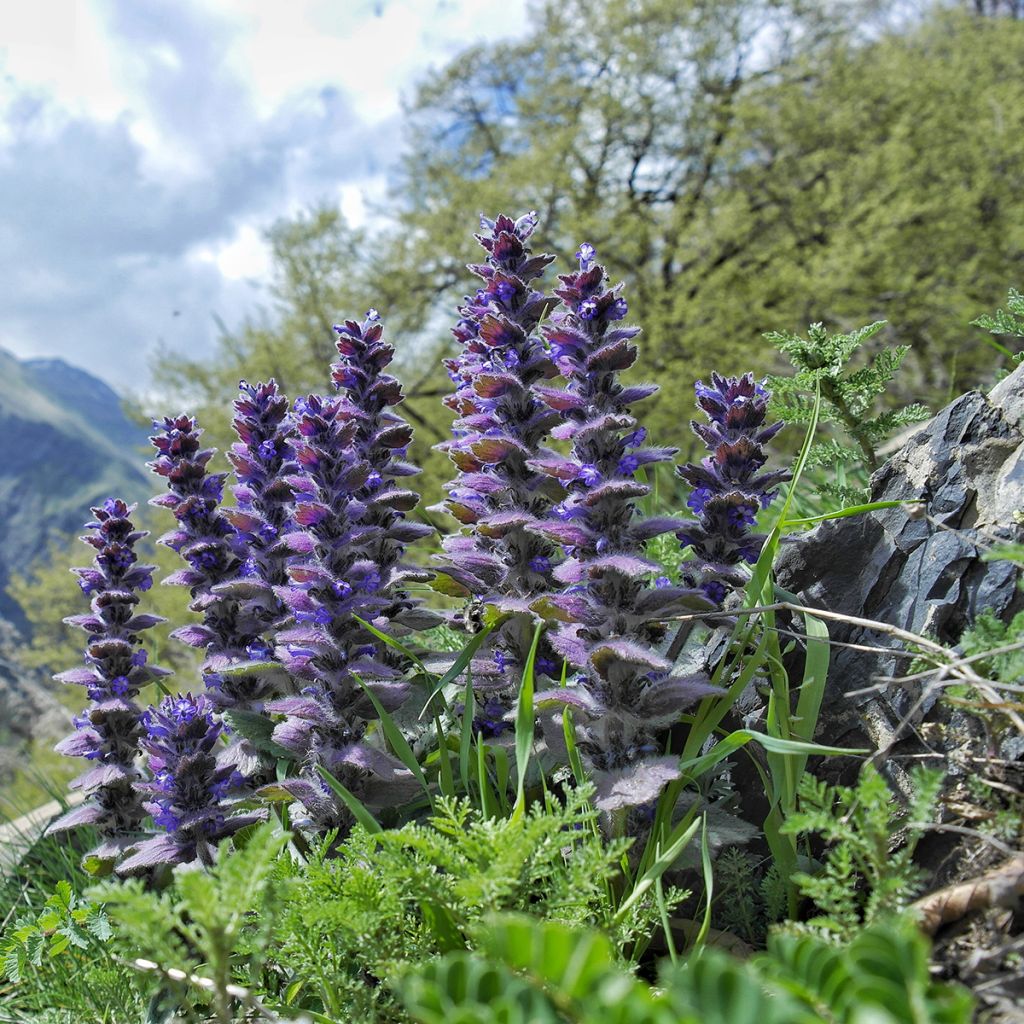 Ajuga pyramidalis - Pyramiden-Günsel