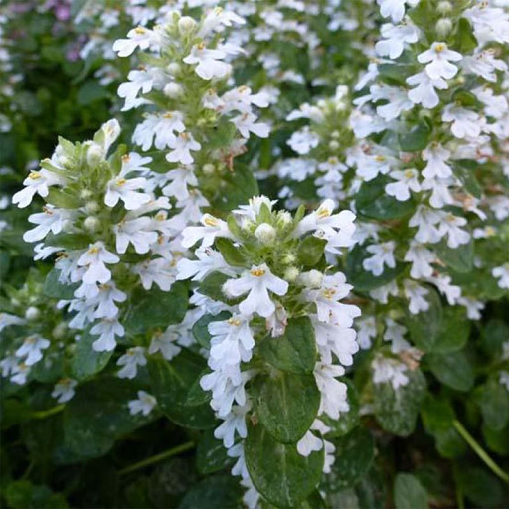 Ajuga reptans Alba - Kriechender Günsel