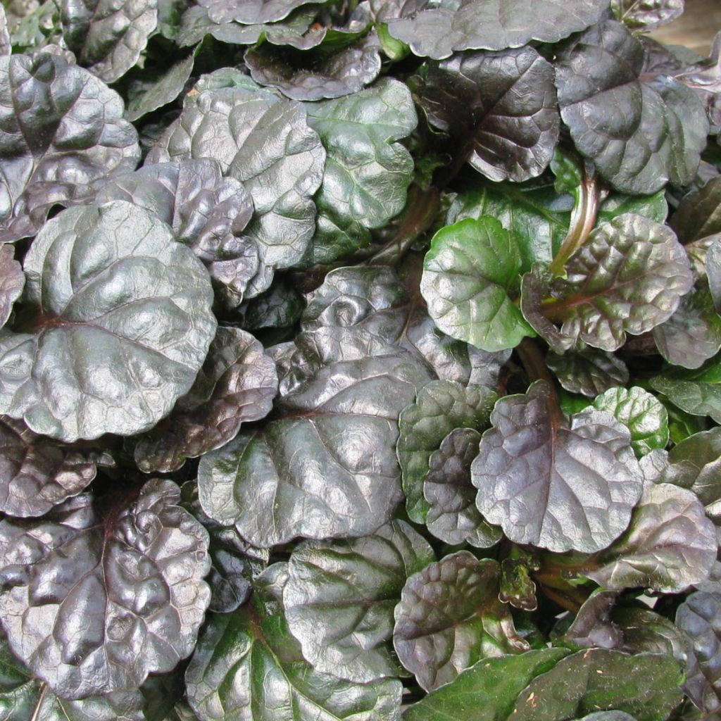 Ajuga reptans Black Scallop - Kriechender Günsel