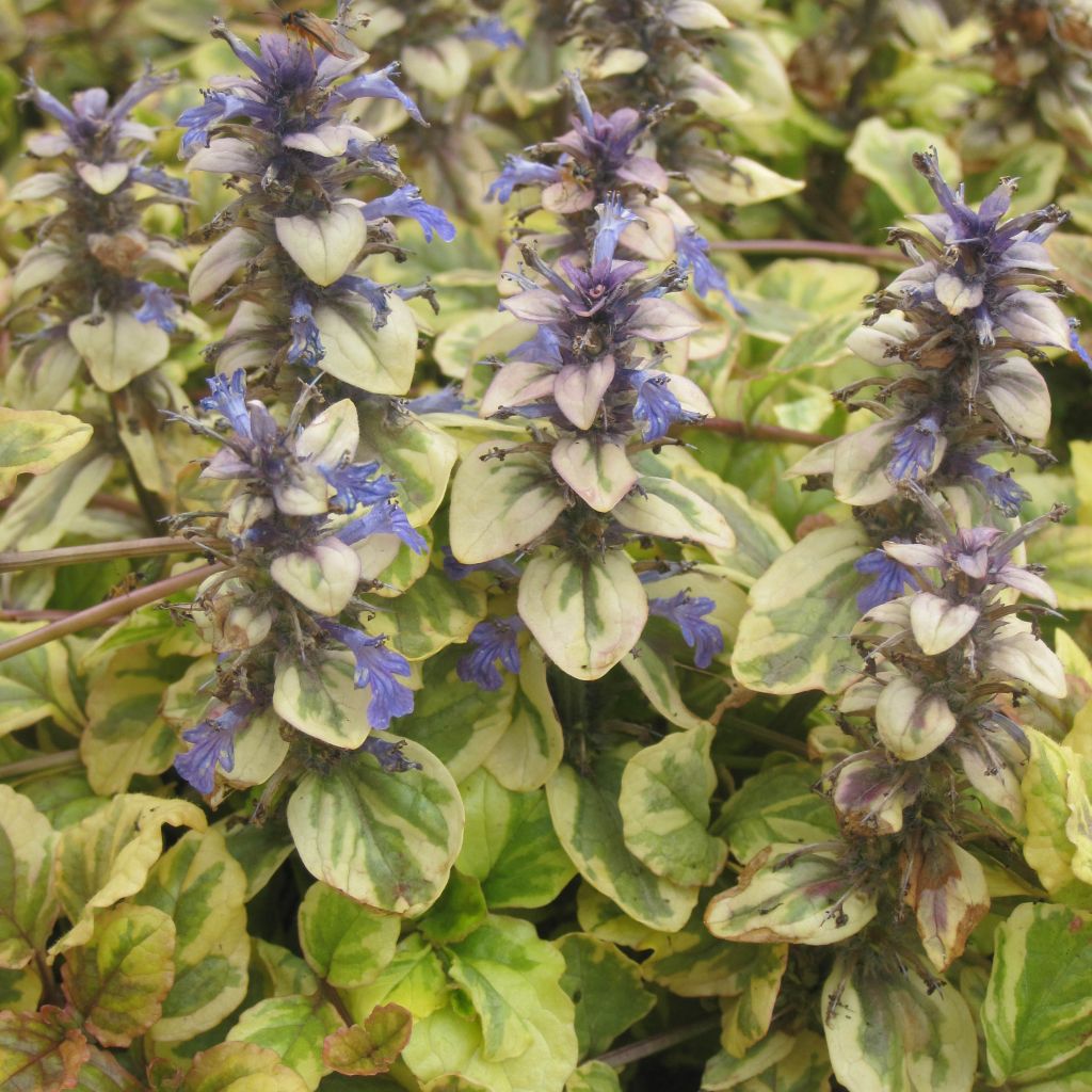 Bugle rampante - Ajuga reptans Golden Glow