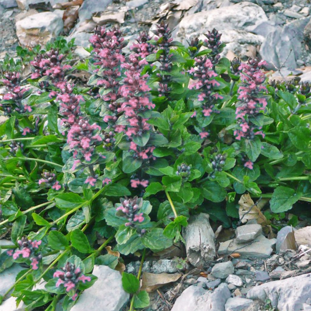 Ajuga reptans Pink Elf - Kriechender Günsel