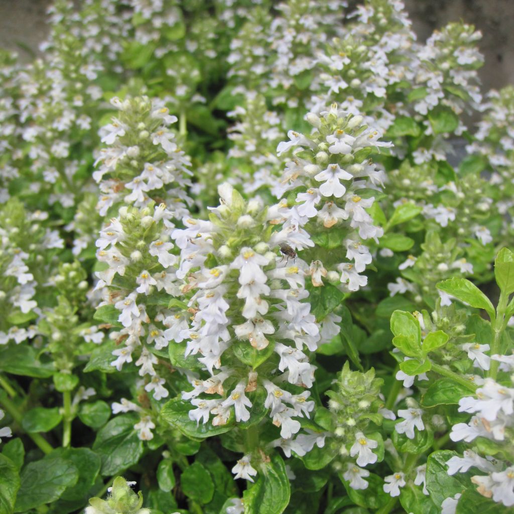 Bugle rampante - Ajuga reptans Sanne